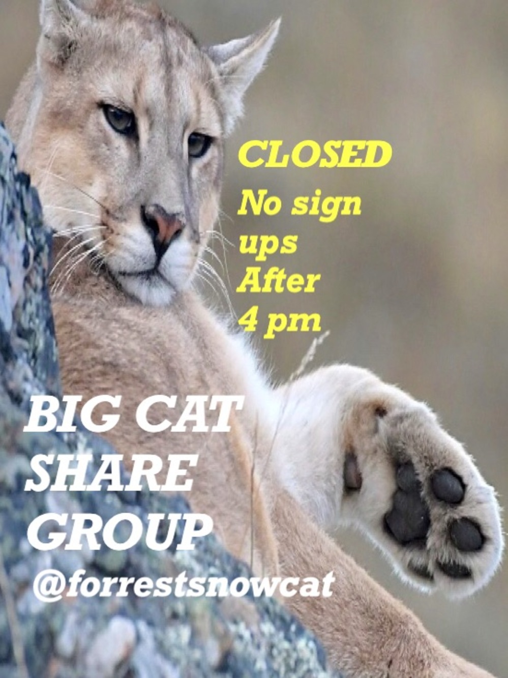 BIG CAT SHARE GROUP    MONDAY 8/31 CLOSED